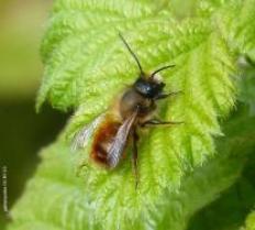 image Abeille_solitaire_osmie_rousse_gailhampshire__CCBY20.jpg (0.6MB)