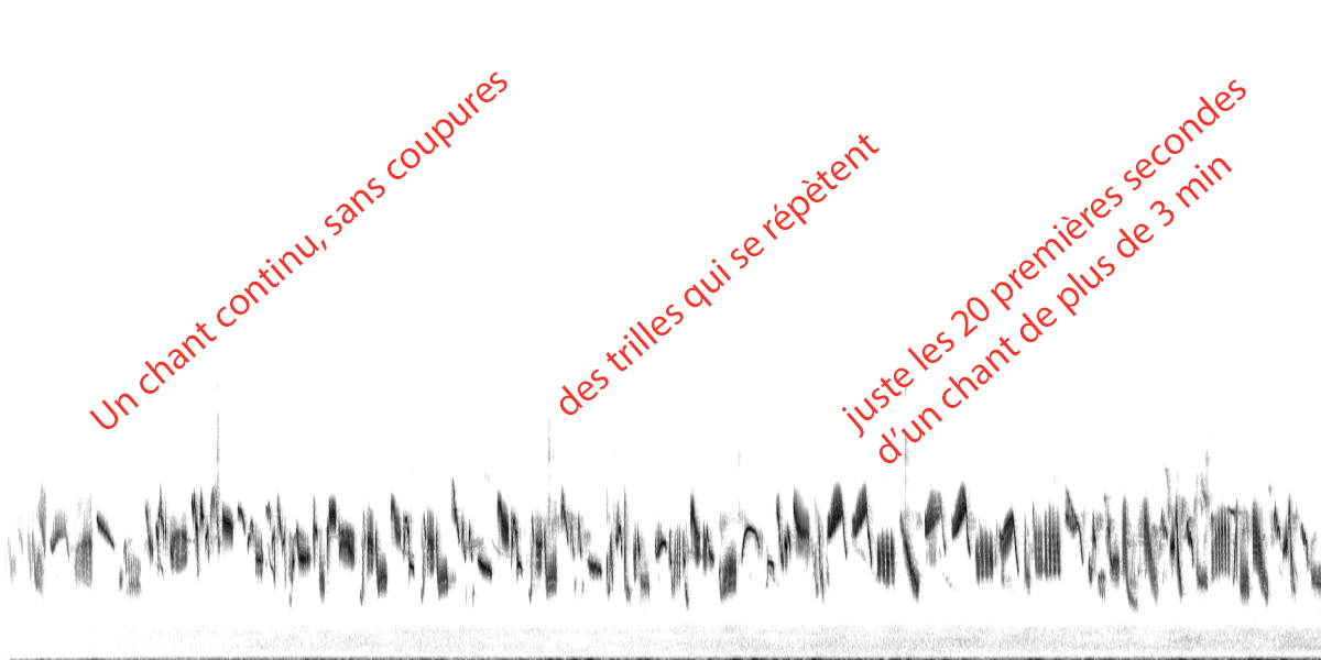 image spectrogramalouette.png (0.4MB)