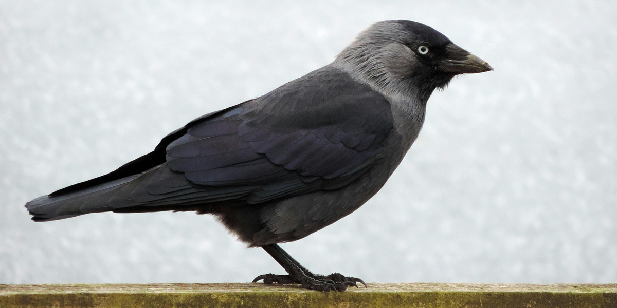 image choucas_.jpg (0.1MB)