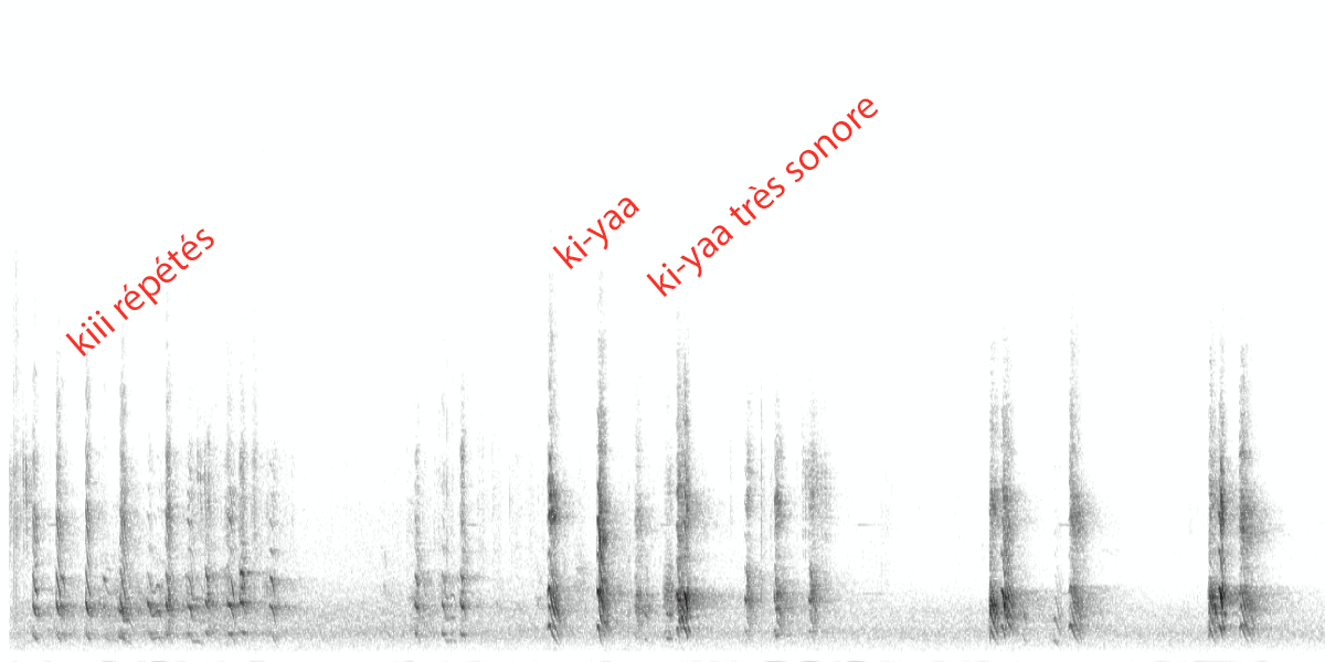 image spectrochoucasok.png (0.3MB)