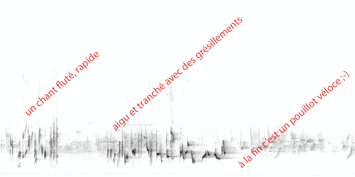 image spectrogrfauvette.png (0.4MB)