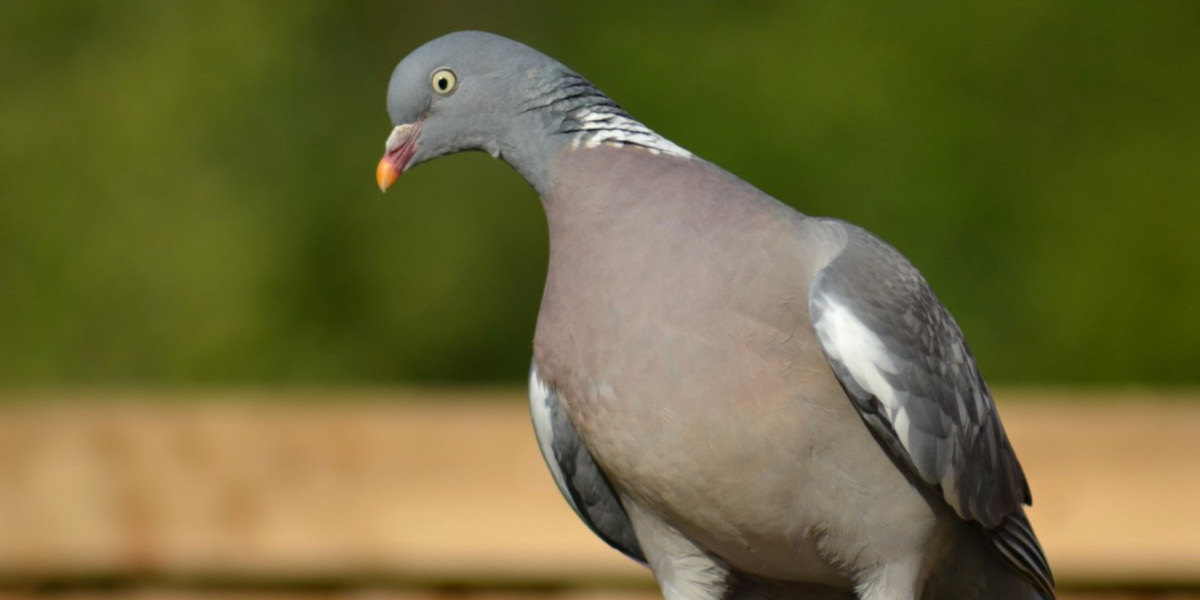image pigeon2.jpg (0.1MB)