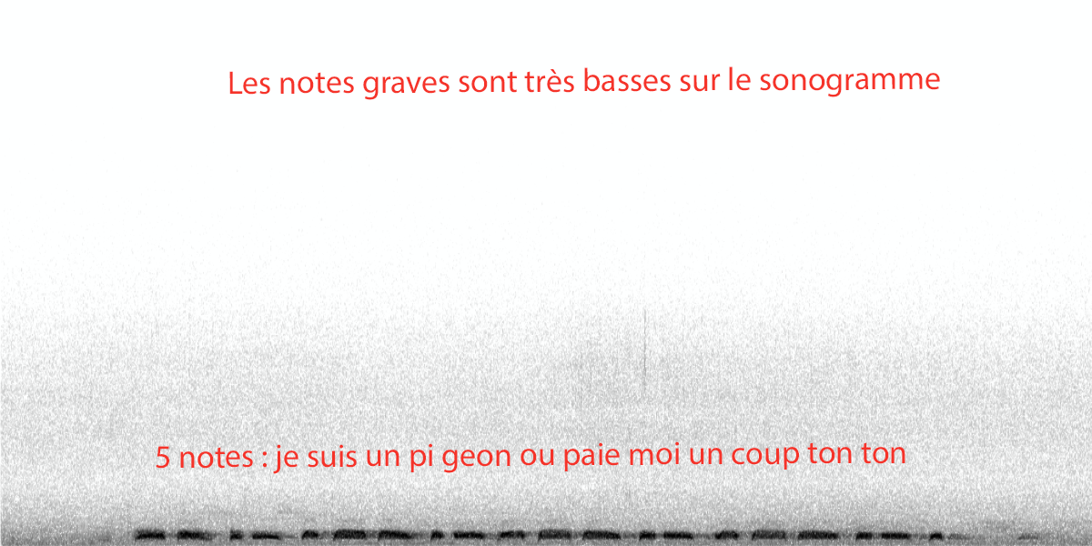 image spectrogrampigeon.png (0.4MB)