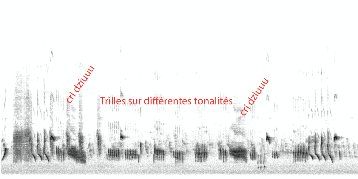 image spectrogramverdierok.png (0.4MB)