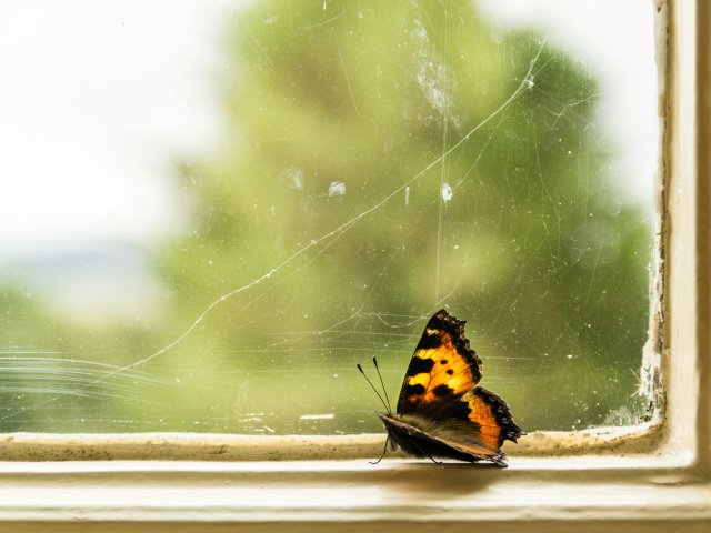 Une bestiole dans la maison !